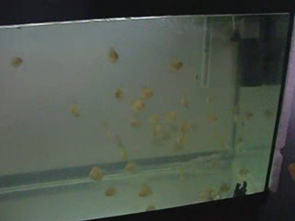 Leopard red dragon discus yavrular mayıs 09