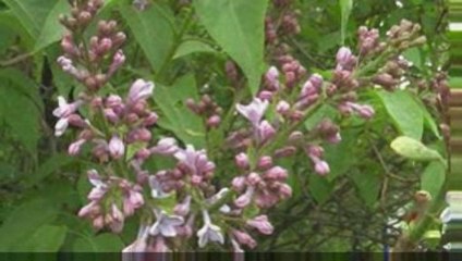 Цветы весны