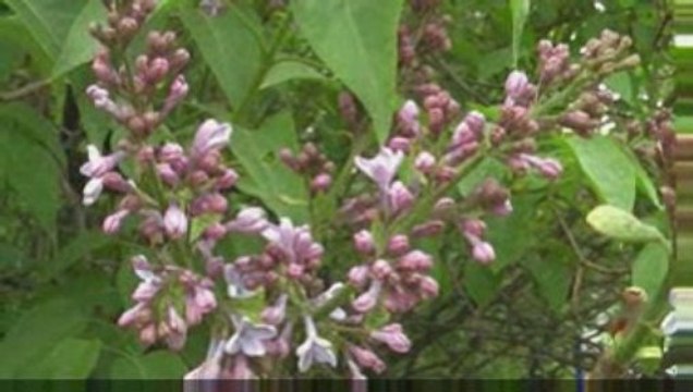 Цветы весны