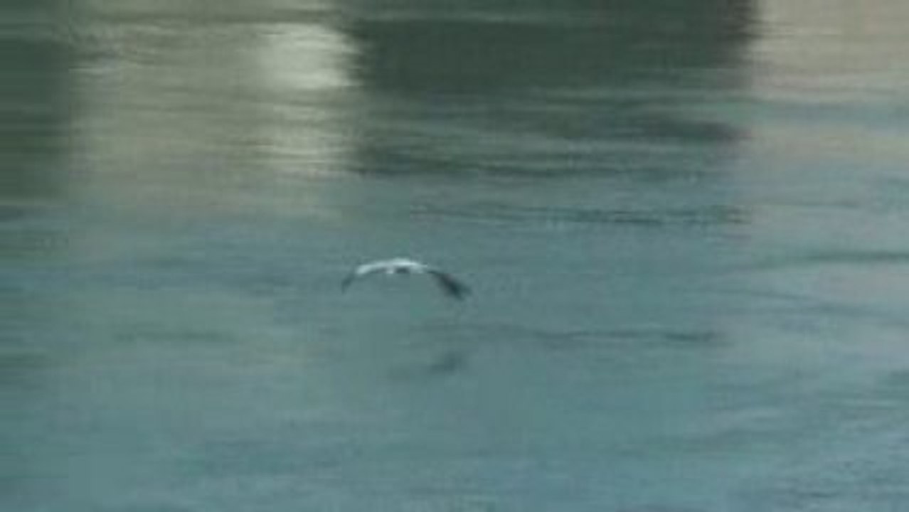Heron20090318