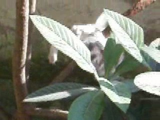 kitten in a tree part 1