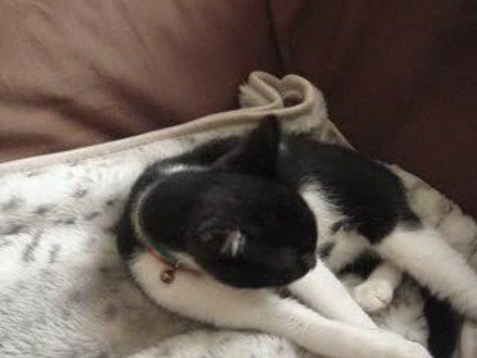 Oliver et Chat-Malo 001