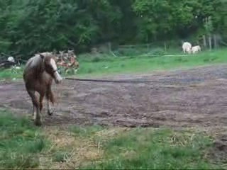 Mai14 2009 2eme cours longé mustang