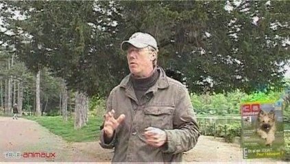 "Assis" : apprendre à son chien à s'assoir