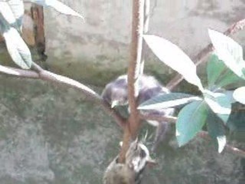 kitten in a tree part 2