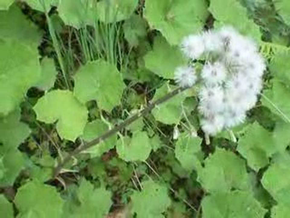 Saint-Sauves: Petasite