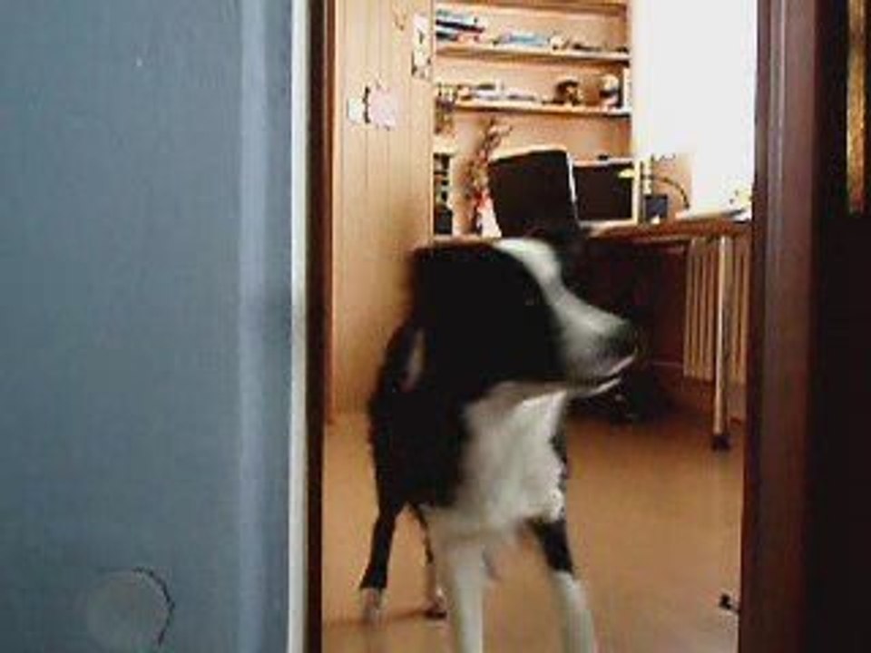 Clicker training 1 - trick "nono"