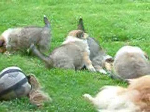 chiots colleys de 6 semaines jeux de ballon