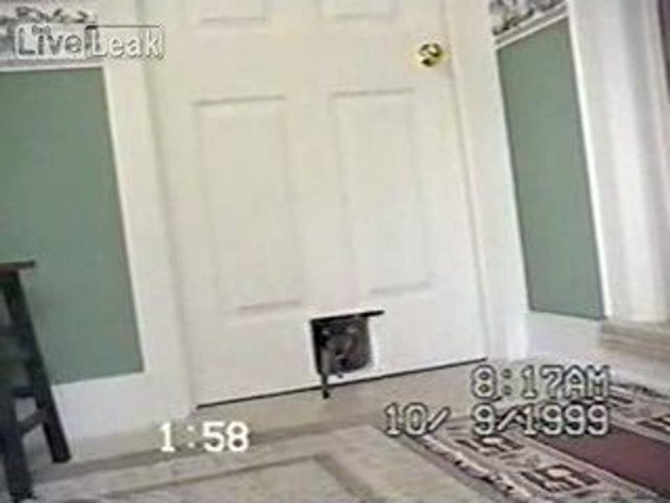 Surprise a la porte du chat