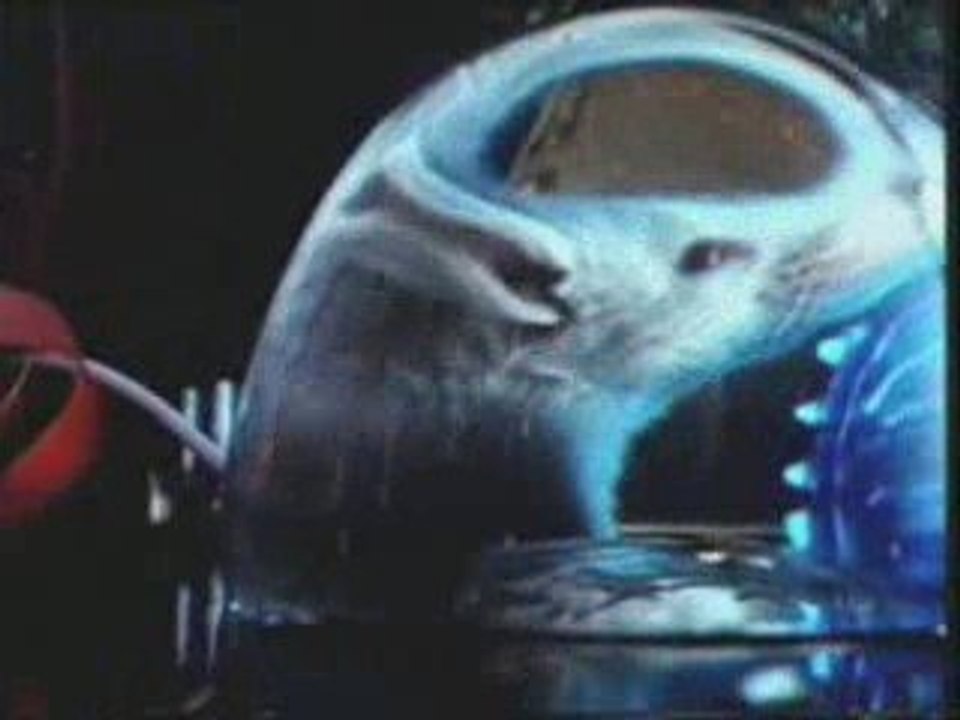 Hamkas_cat & mouse