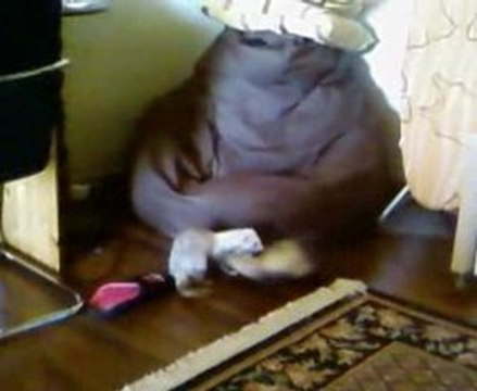 Sifflette et Peluche, les deux furets