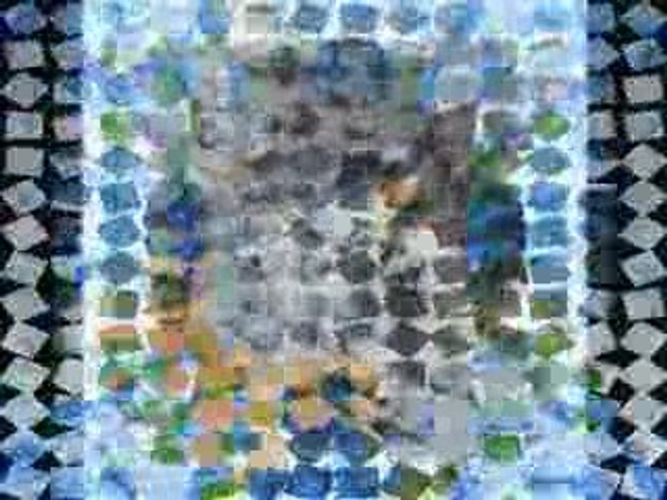 Chihuahua montage avant de partir 8 semaines