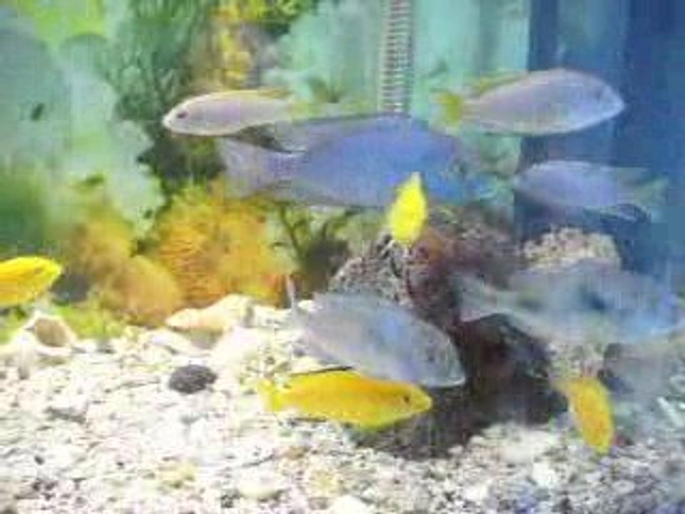 Malawi Cichlid Dünyası