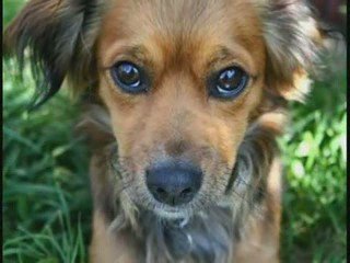 Mixed-breed dog
