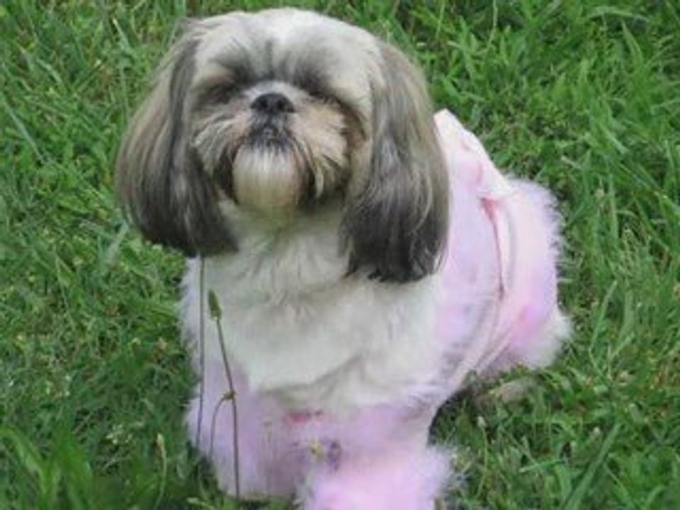 Shih Tzu
