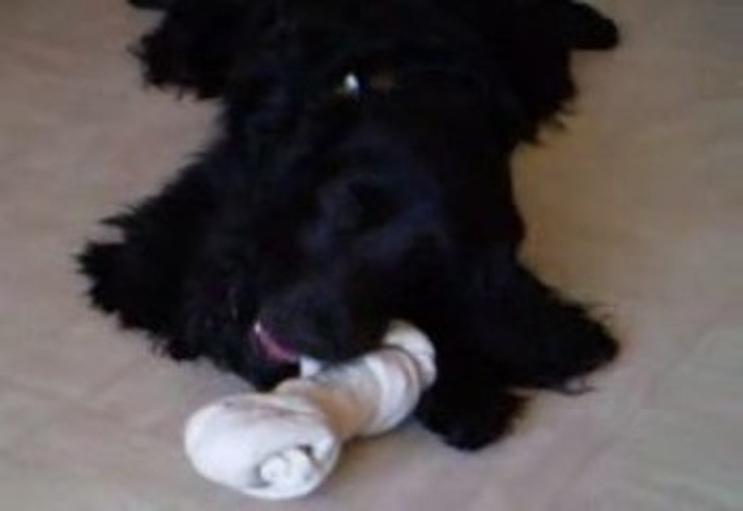 Cookie 2 ans