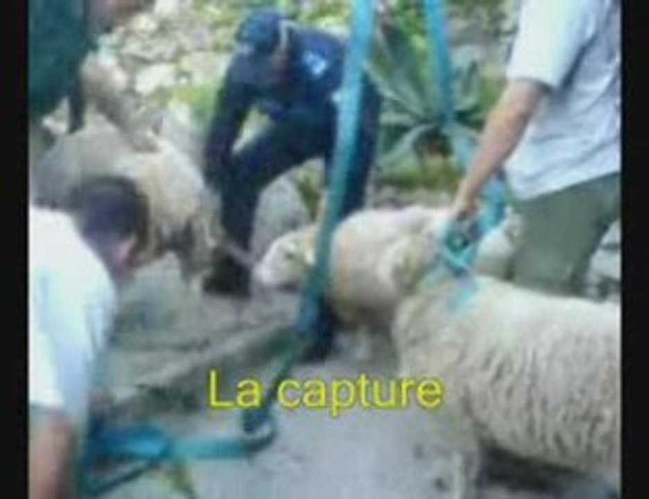 LA CAPTURE DE WOOLITE