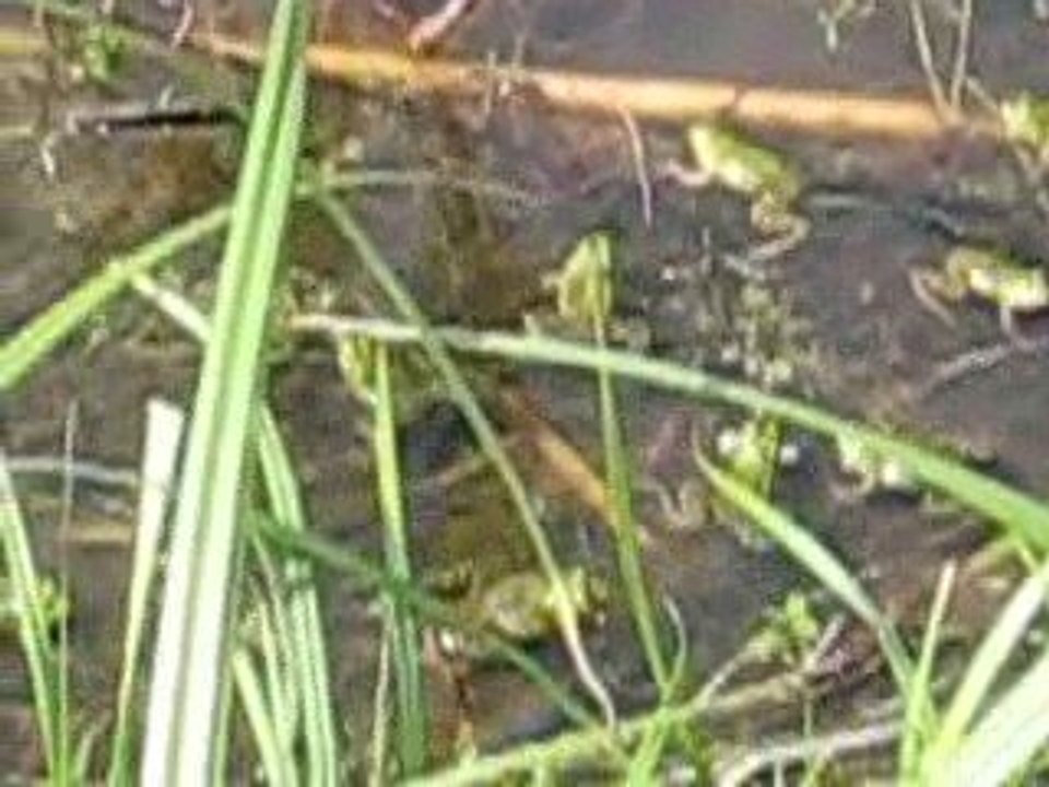 grenouilles mare de Lestrem mai 2009