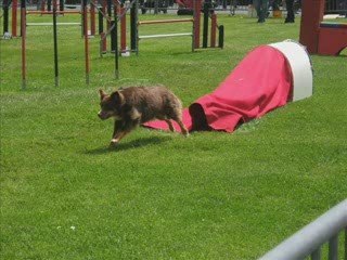 Week - end à argentan : séléctif par équipe