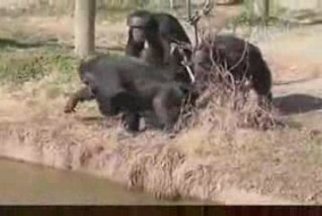 L'amouranimaux
