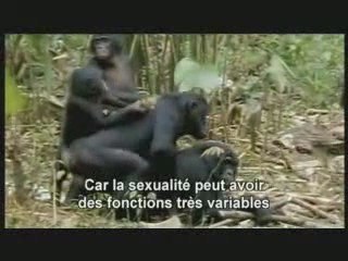 Homosexualité Animale