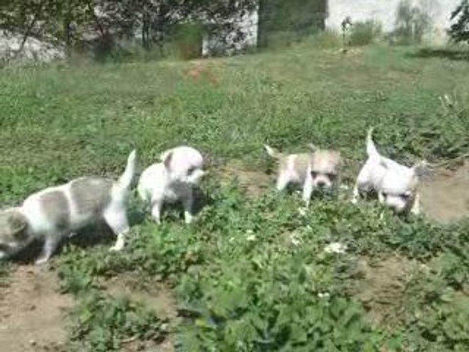 Miniccos 3