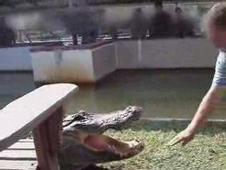 l'idiot et le crocodile