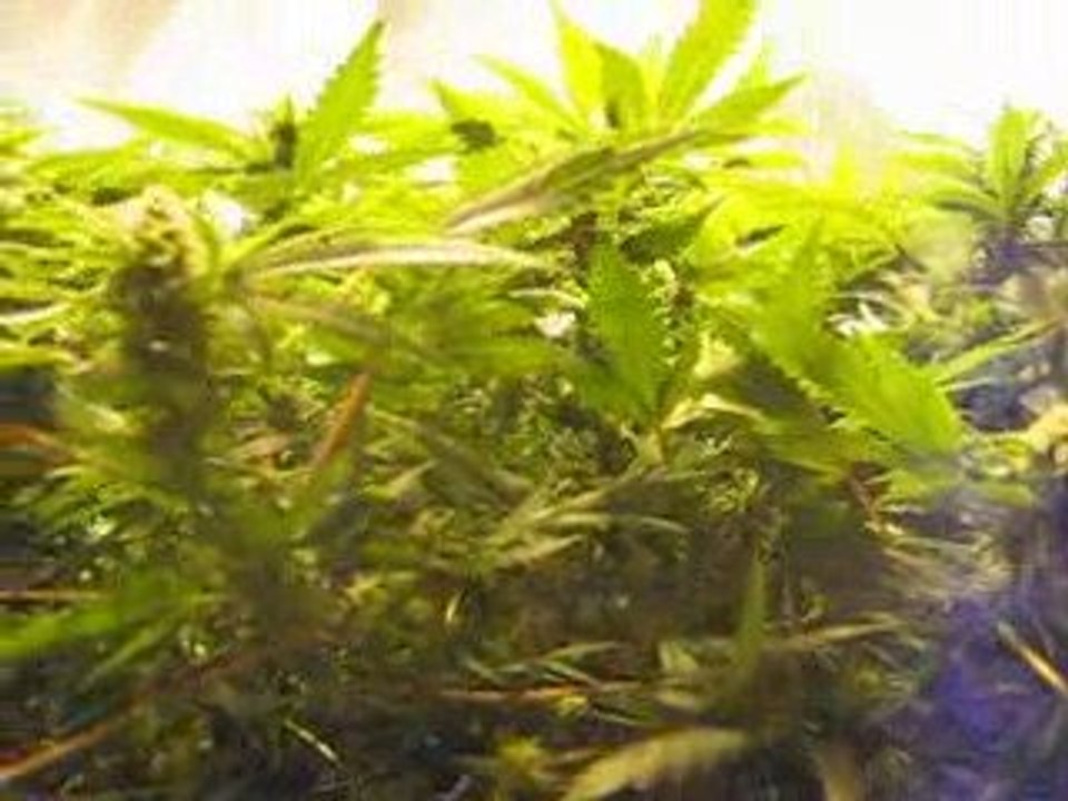 8ème J.d.C-29ème jour de Flo_ 1er jour Boontabud