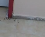 Bileick'te Saglık ocağını böcekler bastı