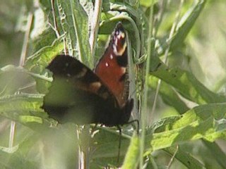 British butterfly numbers at an all time low