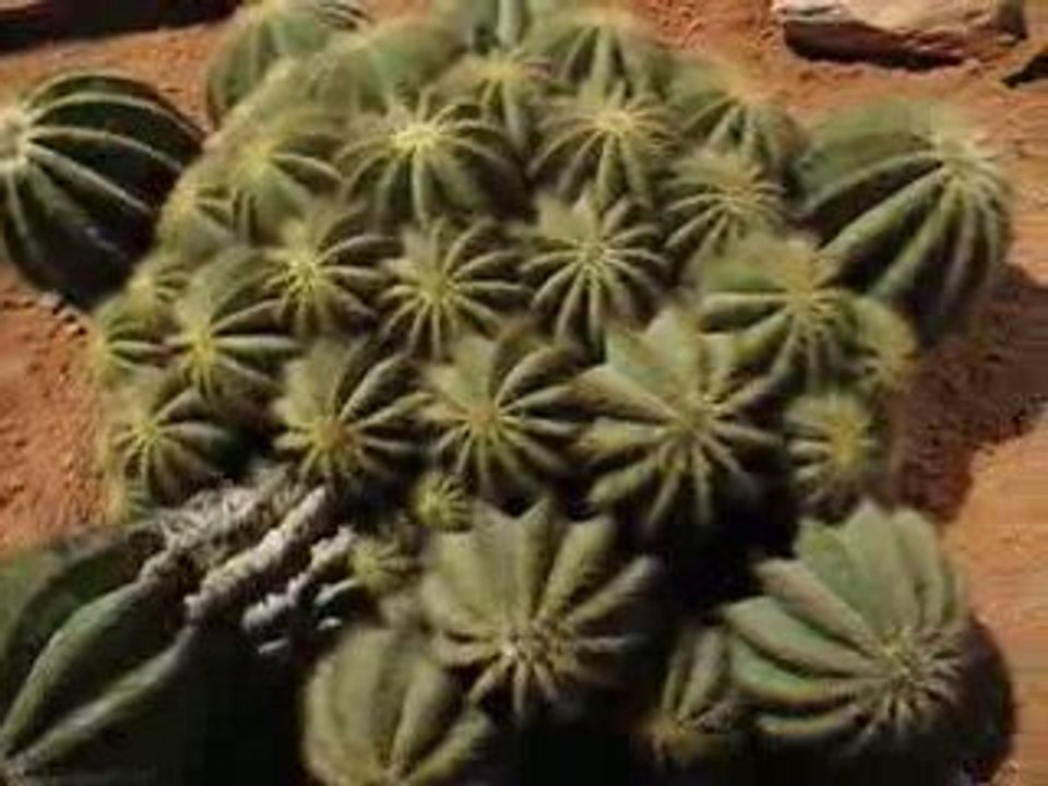 Nantes : Floralies 2009