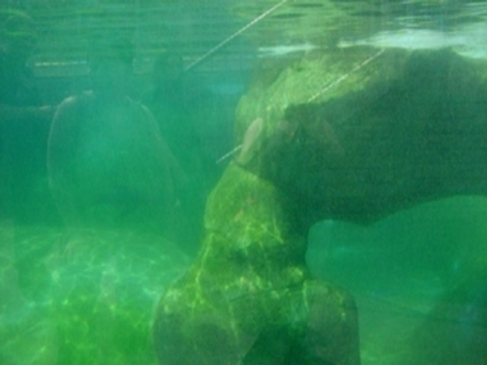 Otarie zoo d'amnéville