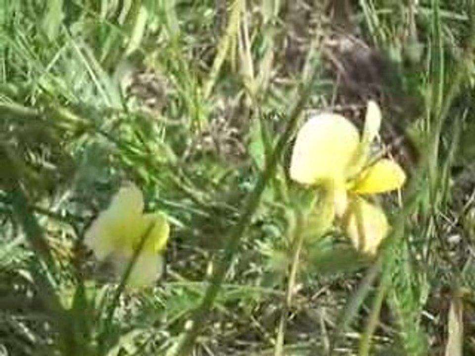 Puy de la Vache: Pensées des montagnes