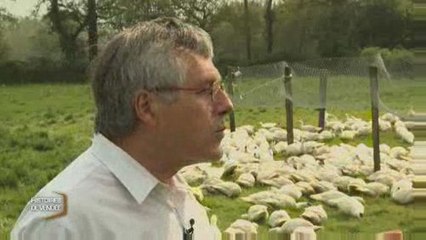 Histoires de Vendée : Le canard de Challans
