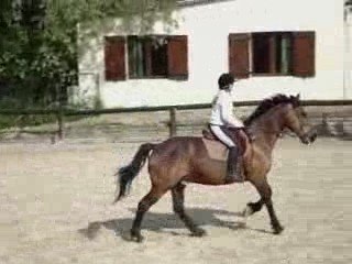 Favori et moi en dressage =)