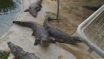la ferme aux crocodiles à djerba