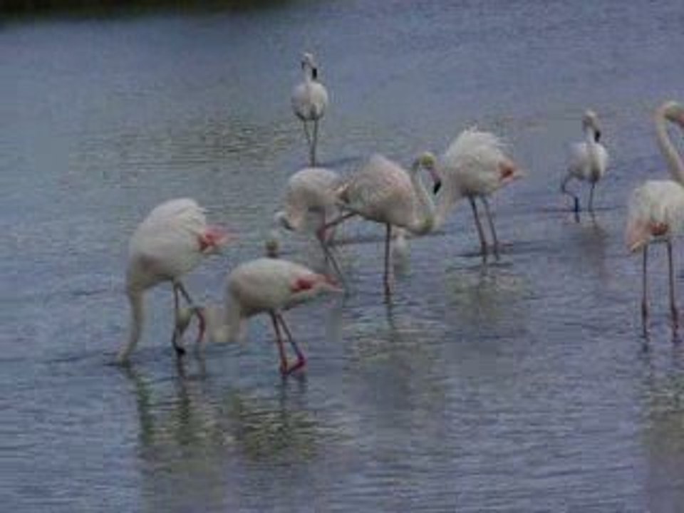 pas toujours la vie en rose chez les  flamants