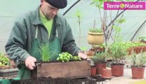 Imitez le jardinier, plantez vos plantes aromatiques