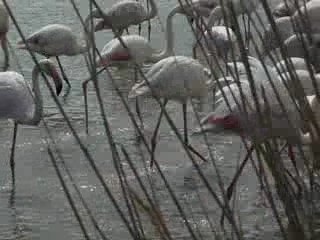 flamants roses
