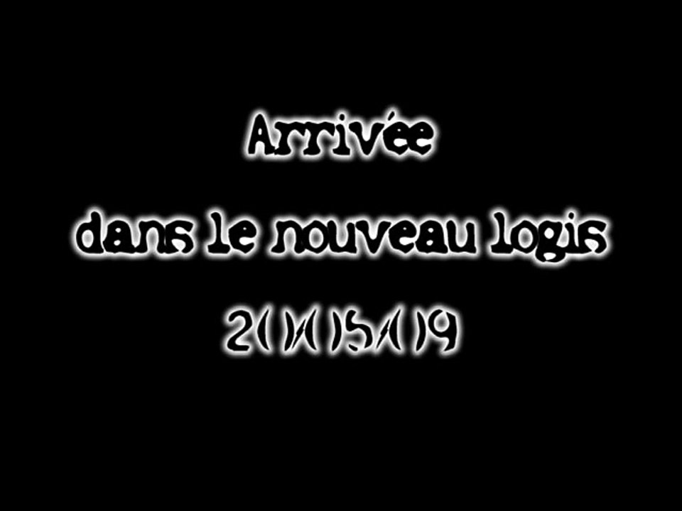 Danse des abeilles à l'entrée de la nouvelle ruche