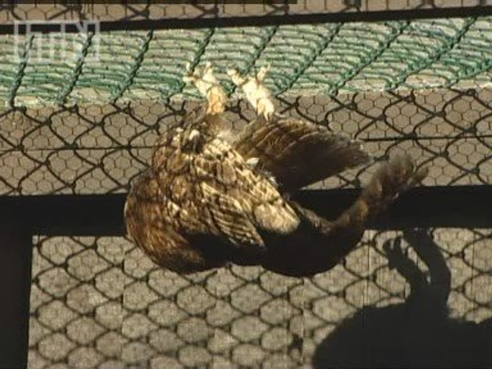 Owls and kestrels are being used as pest controllers