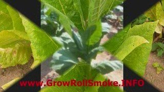 Grow Your Own Tobacco