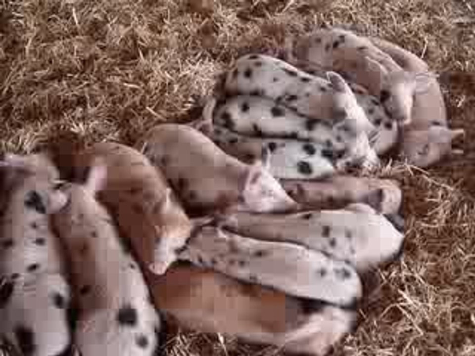 La danse des oreilles de cochons