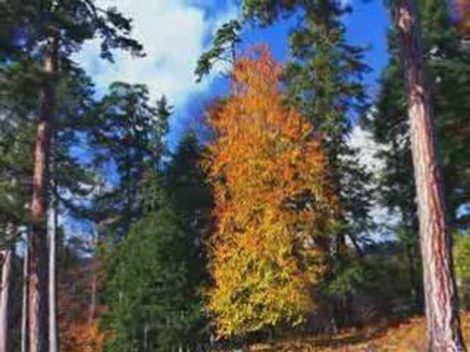 YESILIN DIYARI YENICE- yenicefm.net