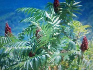 Ça patine pas sur une bouse de vache !!! 003