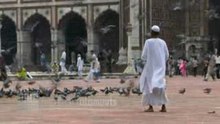 Bird Stock Footage