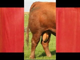 Pete Clarke Lancashire Stand Up Comedian Bull Gags