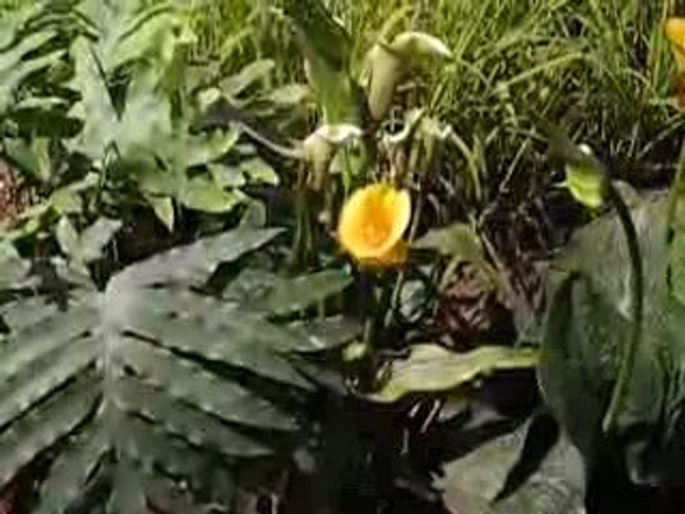 Nantes : Floralies 2009