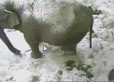 Antwerp Zoo is waiting for the birth of a baby elephant