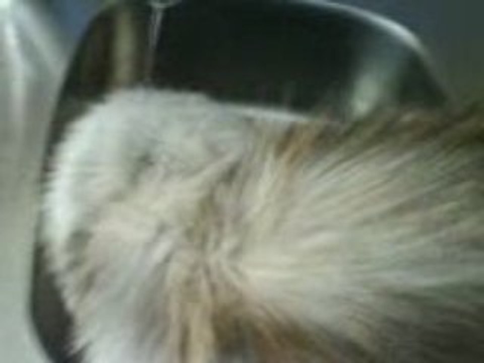 Chat qui joue avec de l'eau